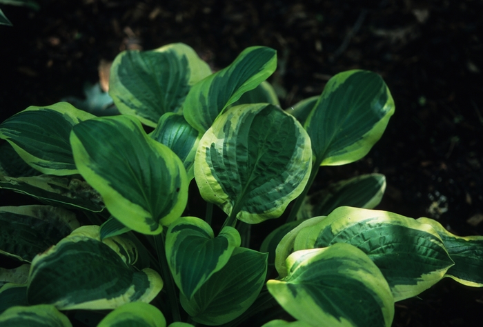 'Austin Dickinson' Hosta, Plantain Lily - Hosta from RFGN readingfeedandgardennew Upgrade