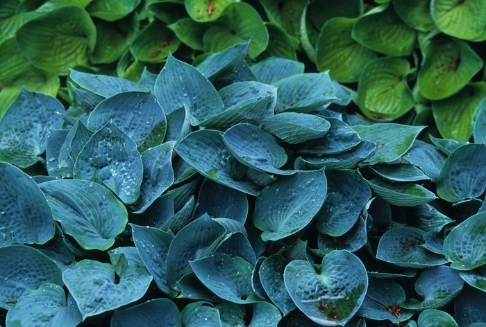 Hosta - Hosta 'Blue Moon' from RFGN readingfeedandgardennew Upgrade