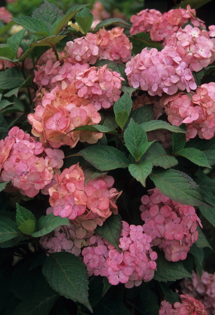 Pink Beauty Hydrangea - Hydrangea macrophylla 'Pink Beauty' from RFGN readingfeedandgardennew Upgrade