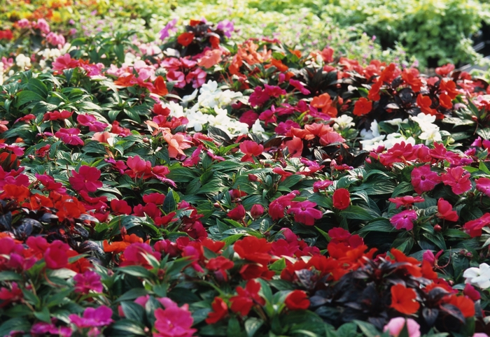 New Guinea Impatiens - Variety of Colors - from RFGN readingfeedandgardennew Upgrade