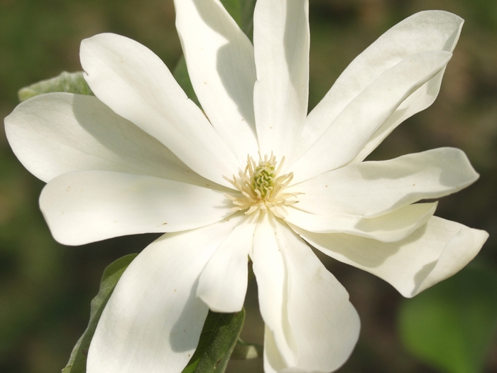 Goldstar Magnolia - Magnolia acuminata 'Goldstar' from RFGN readingfeedandgardennew Upgrade