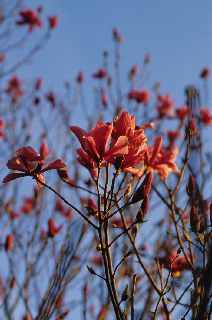 'Galaxy' - Magnolia x from RFGN readingfeedandgardennew Upgrade