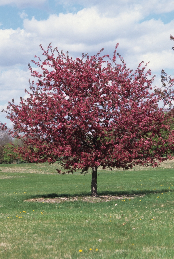 'Profusion' - Malus x moerlandsii from RFGN readingfeedandgardennew Upgrade