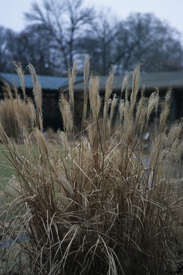 Adagio Japanese Maiden Grass - Miscanthus sinensis 'Puenkchen' from RFGN readingfeedandgardennew Upgrade