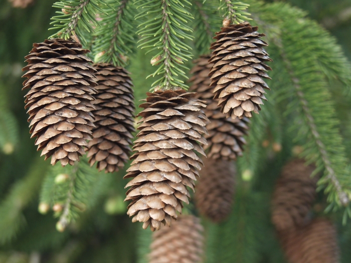 Acrocona Norway Spruce - Picea abies ''Acrocona'' (Norway Spruce) from RFGN readingfeedandgardennew Upgrade