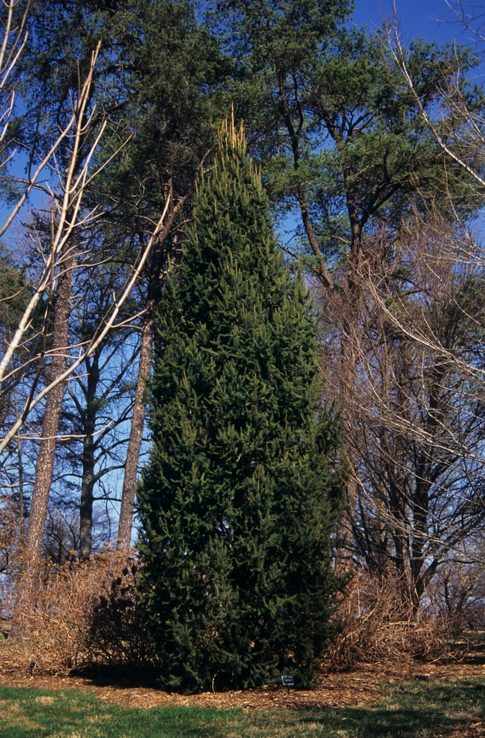 Columnar Norway Spruce - Picea abies 'Cupressina' from RFGN readingfeedandgardennew Upgrade