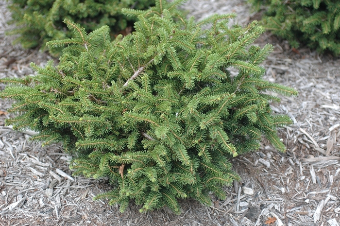 'Nidiformis' Bird's Nest Spruce - Picea abies from RFGN readingfeedandgardennew Upgrade