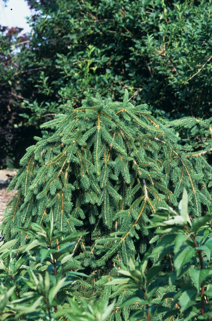 Weeping Norway Spruce - Picea abies 'Pendula' from RFGN readingfeedandgardennew Upgrade