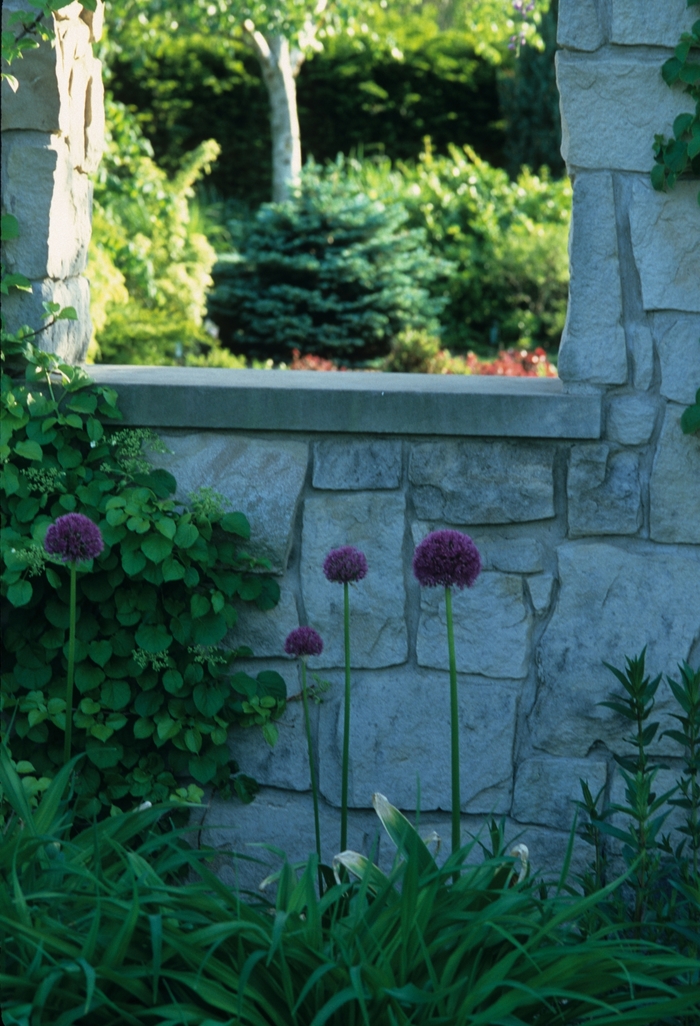 'Glauca Globosa' Dwarf Globe Blue Spruce - Picea pungens from RFGN readingfeedandgardennew Upgrade