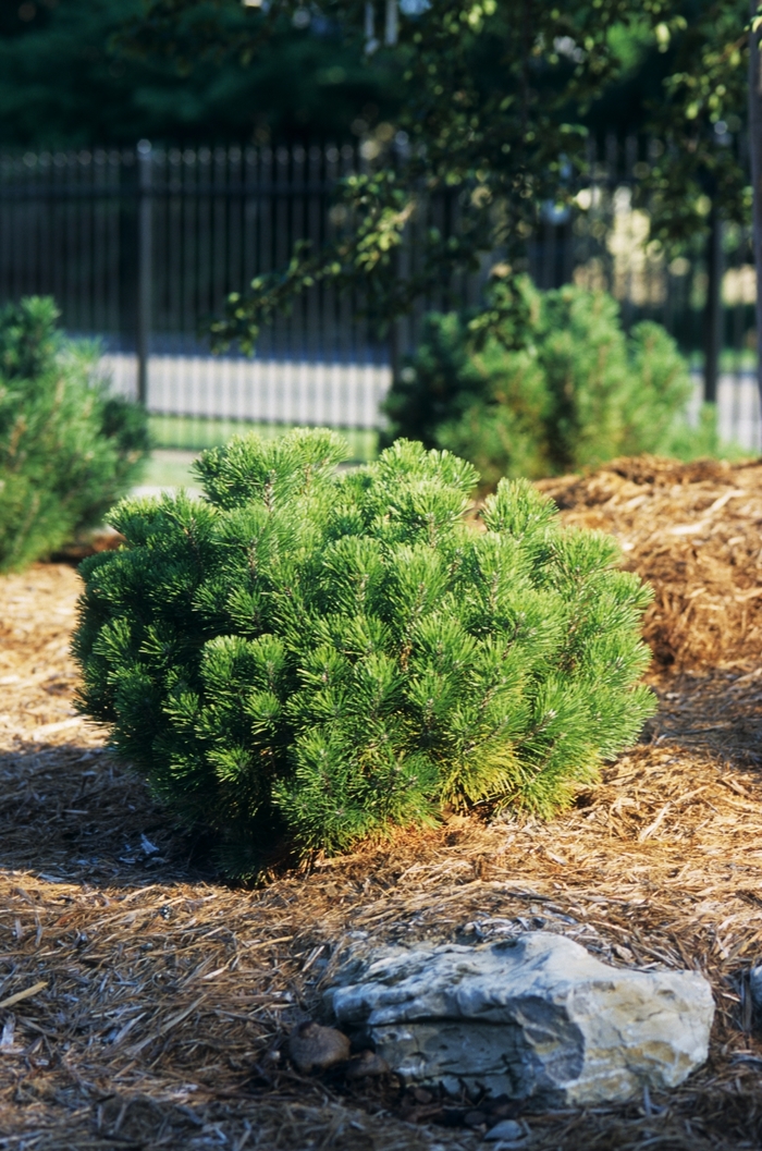 Swiss Mountain Pine - Pinus mugo from RFGN readingfeedandgardennew Upgrade