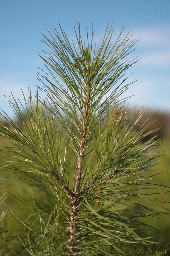 Loblolly Pine - Pinus taeda from RFGN readingfeedandgardennew Upgrade