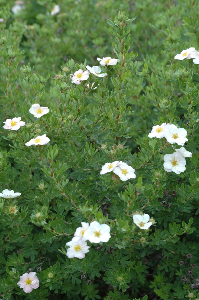 Potentilla - Potentilla fruticosa 'Pink Beauty' from RFGN readingfeedandgardennew Upgrade