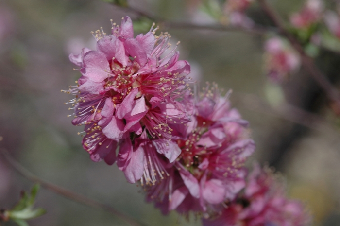 Nanking Cherry - Prunus tomentosa from RFGN readingfeedandgardennew Upgrade