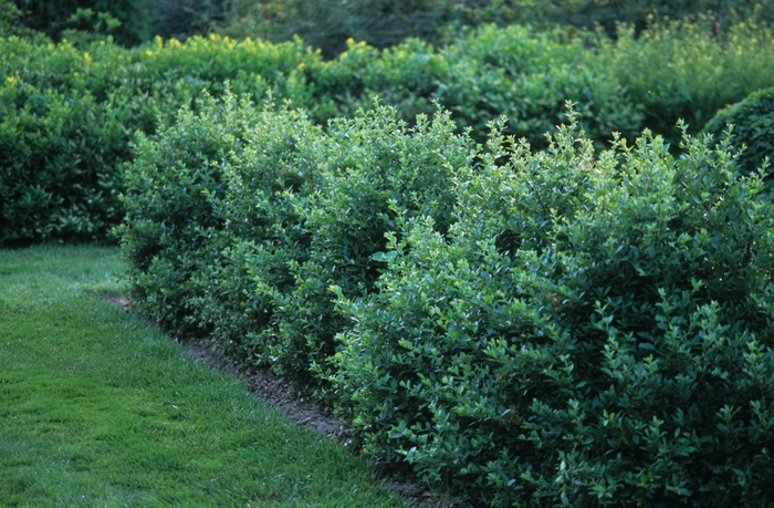 Pyracantha - Pyracantha coccinea 'Lalandei' from RFGN readingfeedandgardennew Upgrade