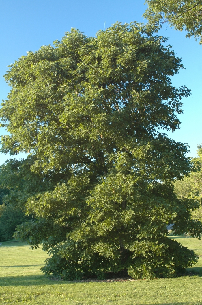 White Oak - Quercus alba from RFGN readingfeedandgardennew Upgrade