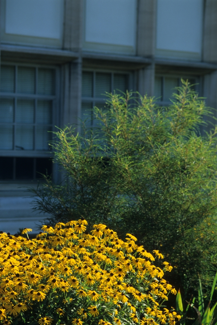 Fernleaf Buckthorn - Rhamnus frangula 'Asplenifolia' from RFGN readingfeedandgardennew Upgrade