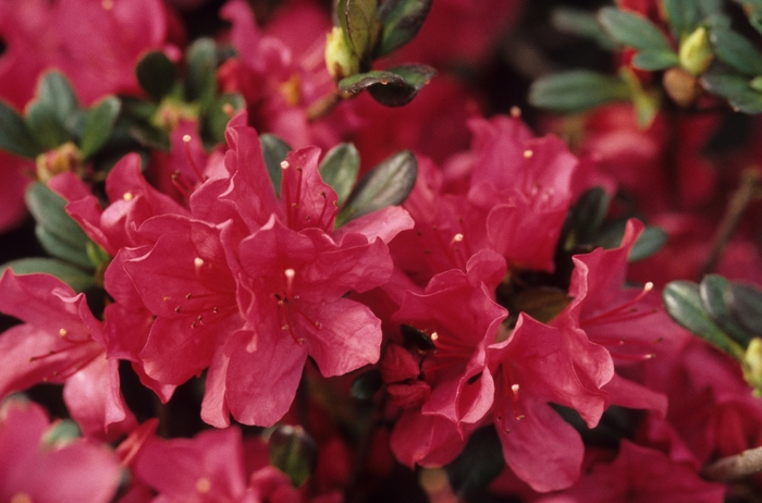 'Hinode-giri' - Rhododendron hybrid from RFGN readingfeedandgardennew Upgrade