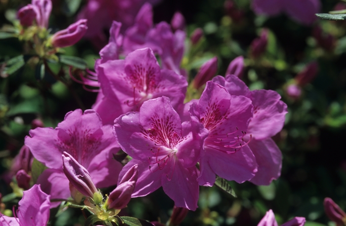 Merlin Azalea - Rhododendron 'Merlin' (Azalea) from RFGN readingfeedandgardennew Upgrade