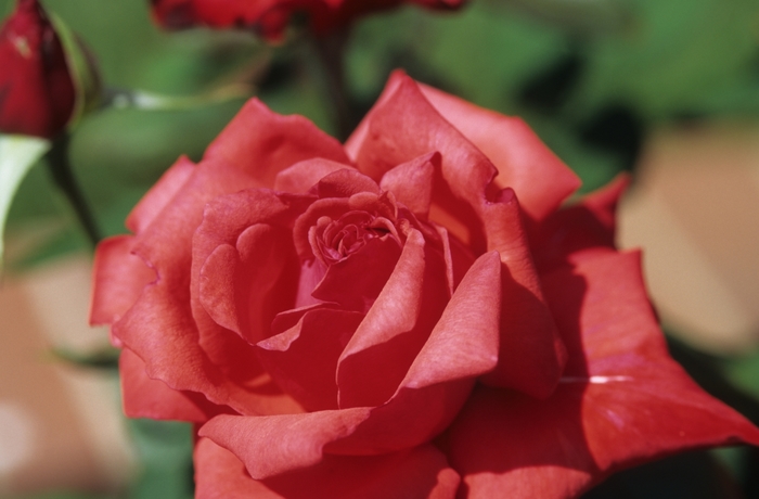 Rose - Rosa 'Dolly Parton' from RFGN readingfeedandgardennew Upgrade