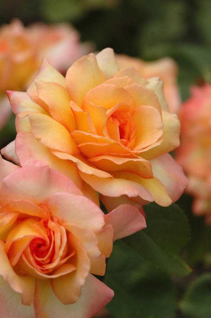 Gold Medal &reg; - Rosa'AROyqueli' from RFGN readingfeedandgardennew Upgrade