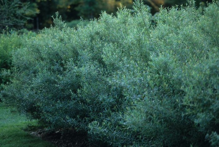 Dwarf Arctic Willow - Salix purpurea 'Nana' from RFGN readingfeedandgardennew Upgrade