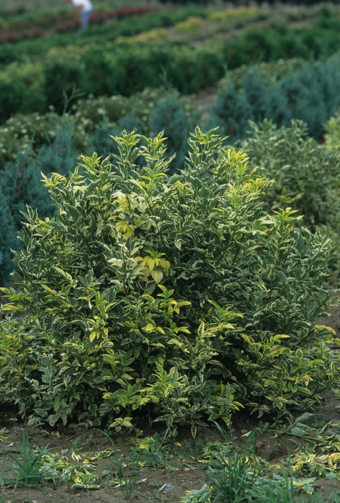 Madonna Common Elder - Sambucus nigra 'Madonna' (Common Elder) from RFGN readingfeedandgardennew Upgrade
