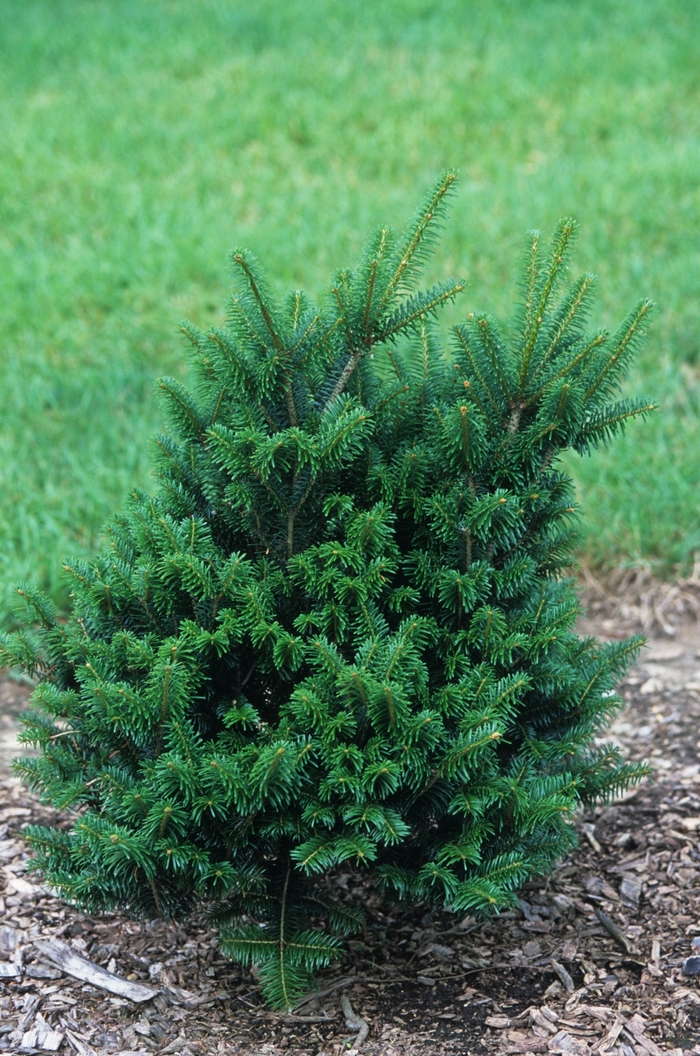 Julian Potts Korean Fir - Abies koreana 'Julian Potts' from RFGN readingfeedandgardennew Upgrade