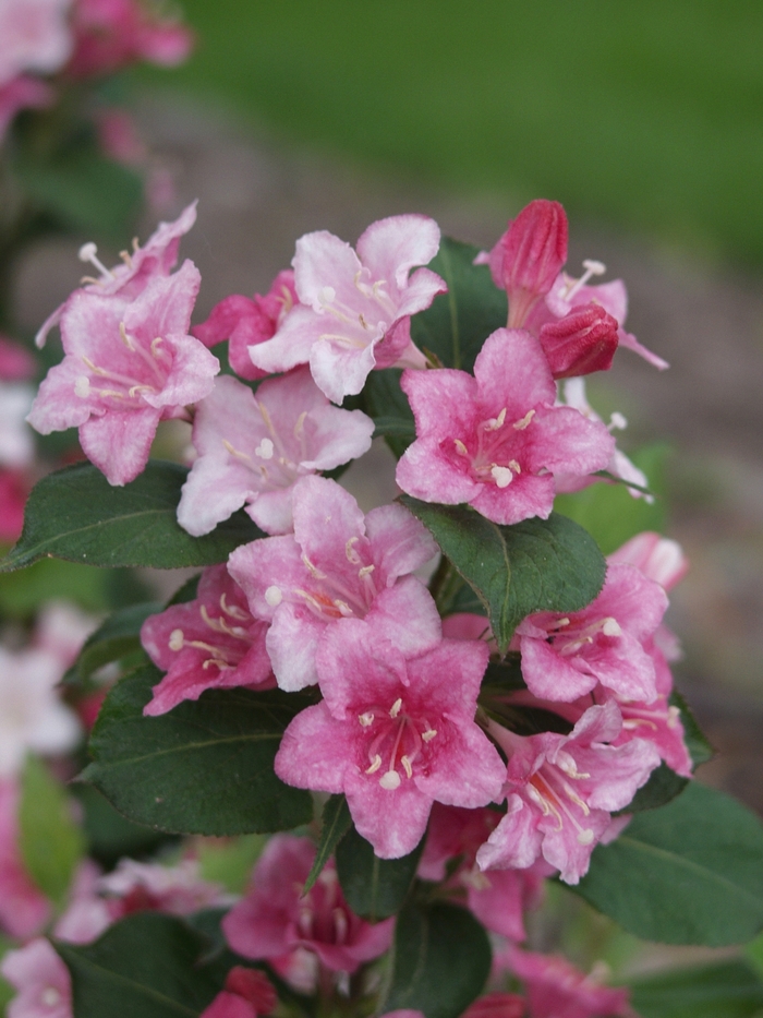Carnaval Weigela - Weigela florida 'Courtalour' from RFGN readingfeedandgardennew Upgrade