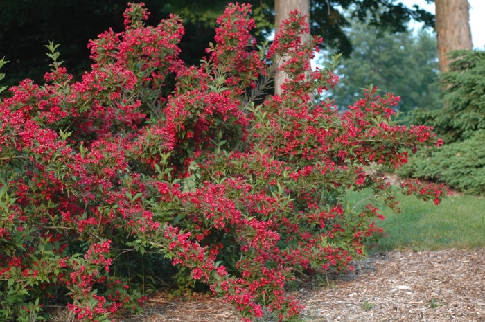 Old Fashion Weigela - Weigela florida 'Red Prince' from RFGN readingfeedandgardennew Upgrade