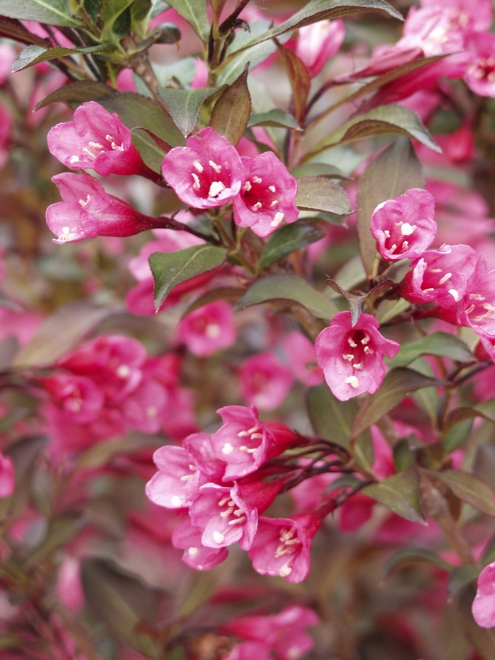 Weigela - Weigela florida 'Wine & Roses&reg;' from RFGN readingfeedandgardennew Upgrade