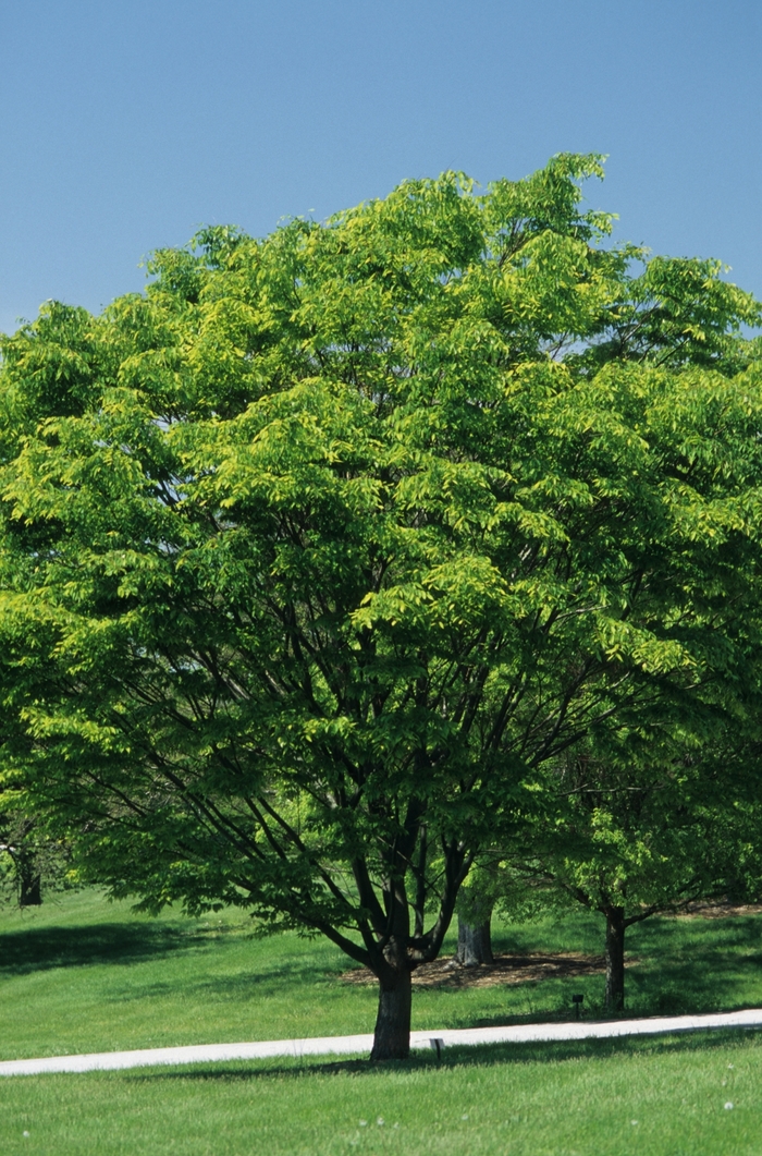 Japanese Zelkova - Zelkova serrata from RFGN readingfeedandgardennew Upgrade