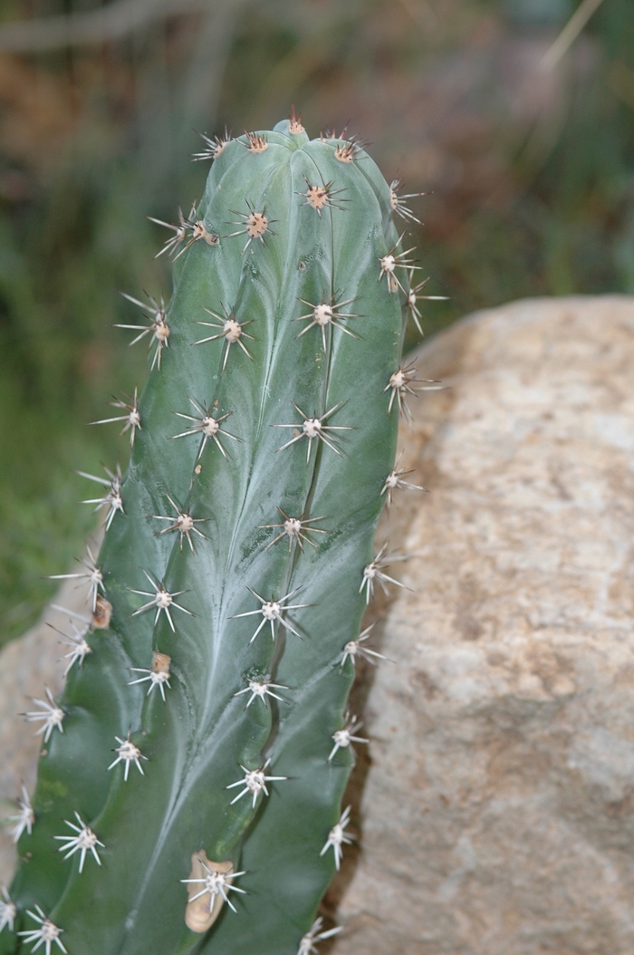 Triangle Cactus - Acanthocereus pitajaya from RFGN readingfeedandgardennew Upgrade