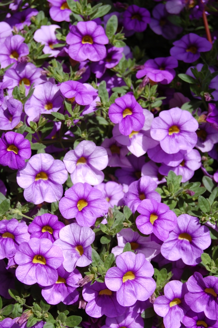 Aloha Purple Sky - Calibrachoa hybrida from RFGN readingfeedandgardennew Upgrade