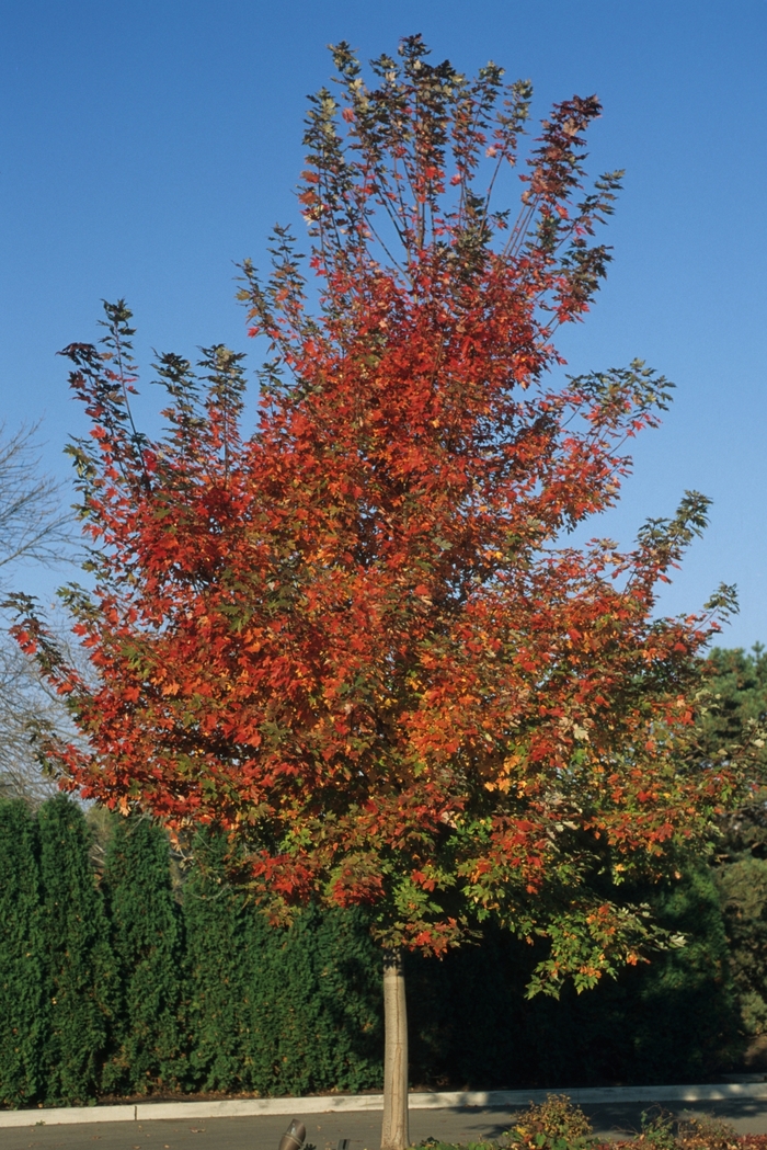 Autumn Blaze&reg; Freeman Maple - Acer x freemanii 'Autumn Blaze&reg;' (Freeman Maple) from RFGN readingfeedandgardennew Upgrade