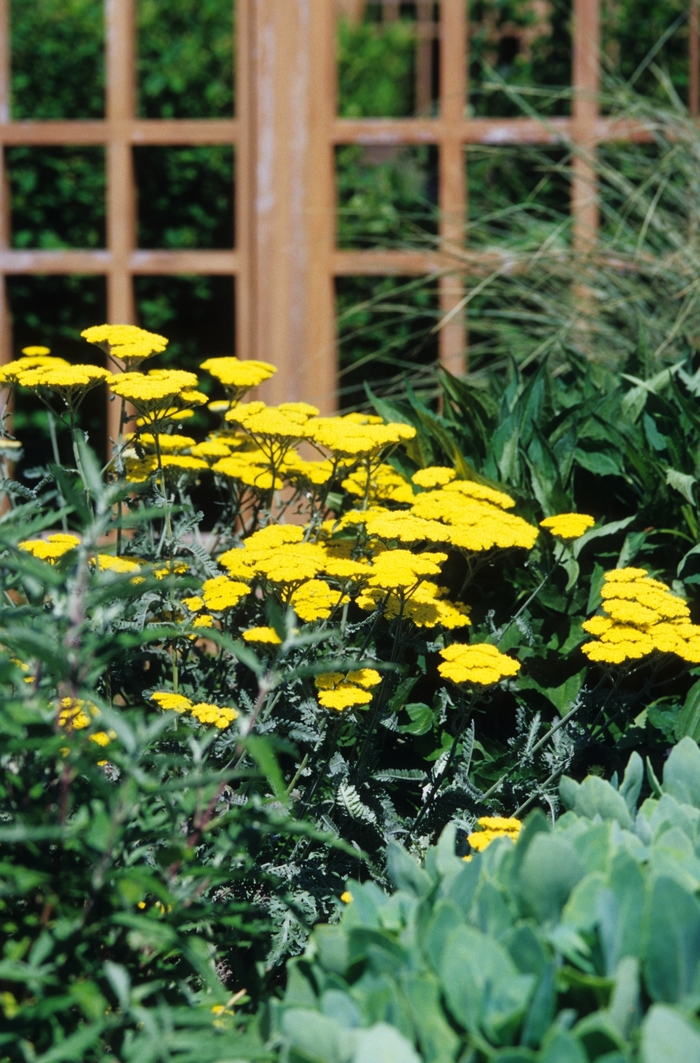 Moonshine Yarrow - Achillea millefolium 'Moonshine' (Yarrow) from RFGN readingfeedandgardennew Upgrade