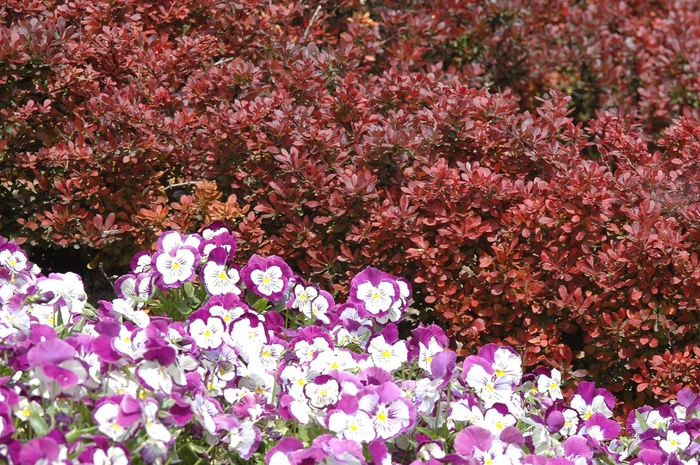 'Atropurpurea' Japanese Barberry - Berberis thunbergii from RFGN readingfeedandgardennew Upgrade