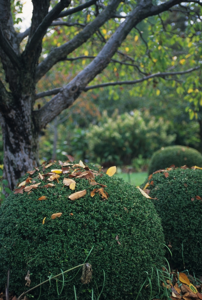 Wintergreen Boxwood - Buxus microphylla var. japonica 'Wintergreen' from RFGN readingfeedandgardennew Upgrade