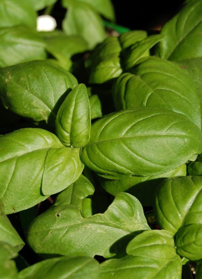 Sweet Basil - Ocimum basilicum from RFGN readingfeedandgardennew Upgrade