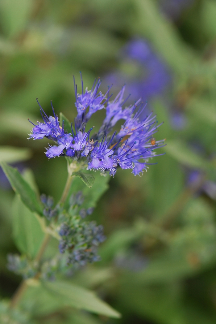 Dark Knight Bluebeard - Caryopteris x clandonensis 'Dark Knight' (Bluebeard) from RFGN readingfeedandgardennew Upgrade