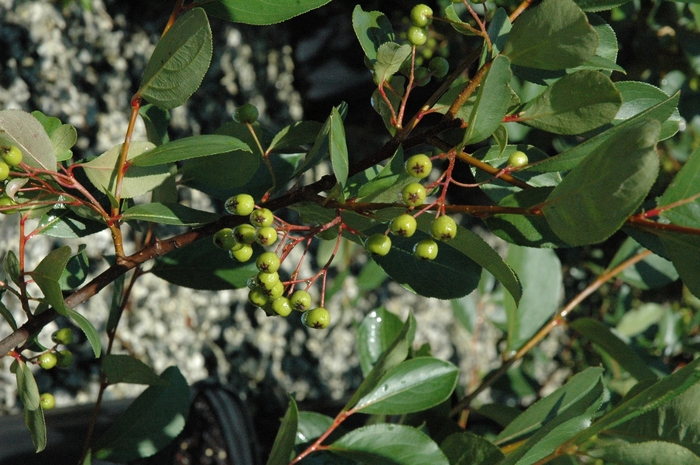Black Chokeberry - Aronia melanocarpa 'Autumn Magic' from RFGN readingfeedandgardennew Upgrade