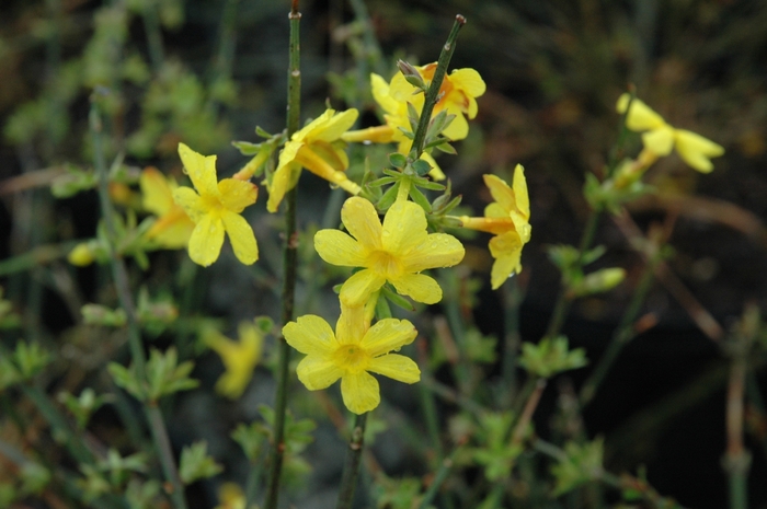 Winter Jasmine - Jasminum nudiflorum (Winter Jasmine) from RFGN readingfeedandgardennew Upgrade