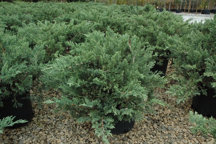 Parsons Juniper - Juniperus davurica 'Expansa' ('Parsonii') from RFGN readingfeedandgardennew Upgrade