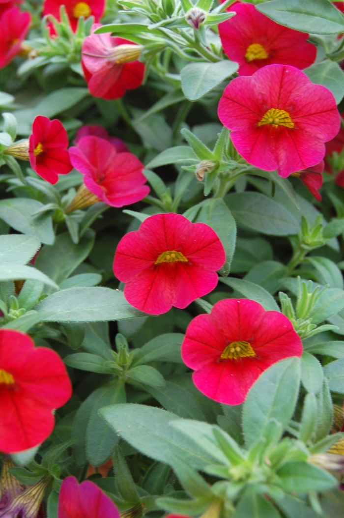 Callie® Bright Red - Calibrachoa from RFGN readingfeedandgardennew Upgrade