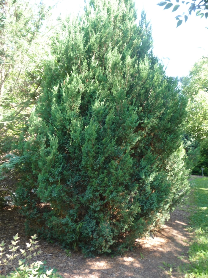 Chinese Juniper - Juniperus chinensis 'Blue Point' from RFGN readingfeedandgardennew Upgrade