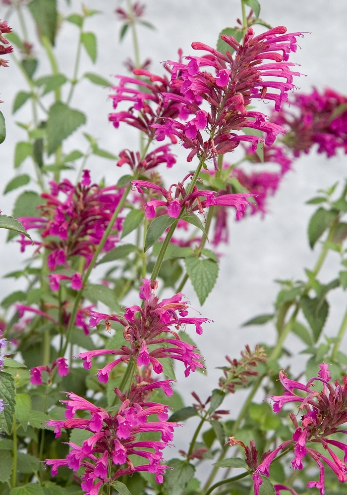 Mexican hyssop - Agastache 'Color Spires®Pink' from RFGN readingfeedandgardennew Upgrade