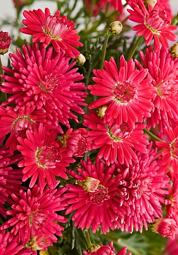 Marguerite Daisy - Argyranthemum 'Fireball Red' from RFGN readingfeedandgardennew Upgrade