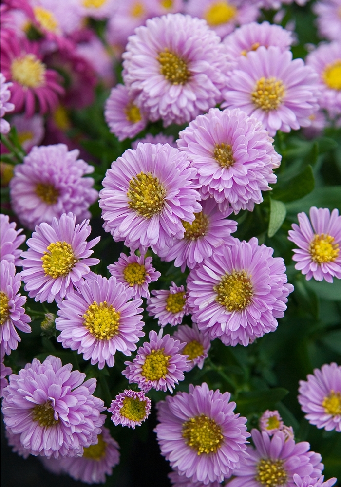 Fall Aster - from RFGN readingfeedandgardennew Upgrade