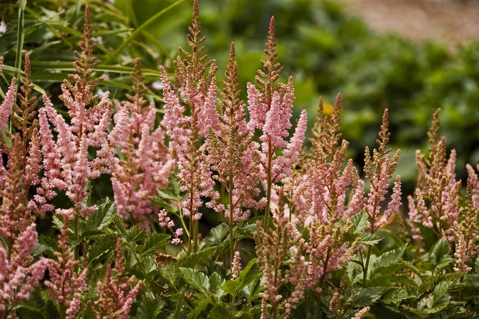 False Spirea - Astilbe chinensis 'Visions in Pink' from RFGN readingfeedandgardennew Upgrade