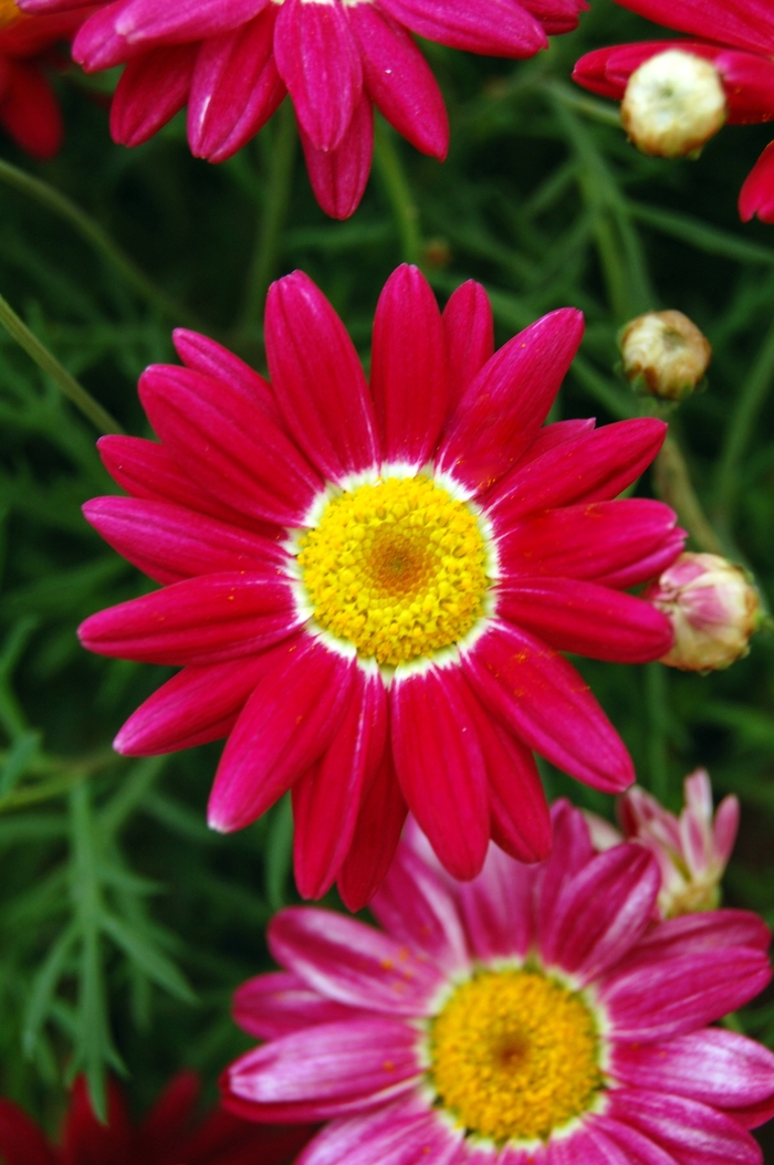 Marguerite - Argyranthemum frutescens 'Comet™ Red' from RFGN readingfeedandgardennew Upgrade