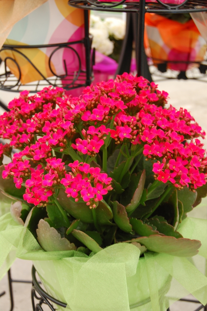 Forever Midi Berry Pink - Kalanchoe from RFGN readingfeedandgardennew Upgrade